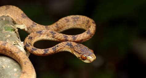 请问,这蛇叫什么名字?