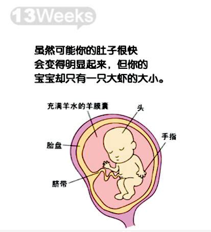 孕妇十月怀胎的身体变化过程