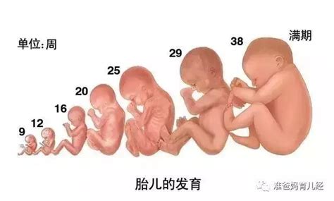 38周胎儿胎动突然频繁