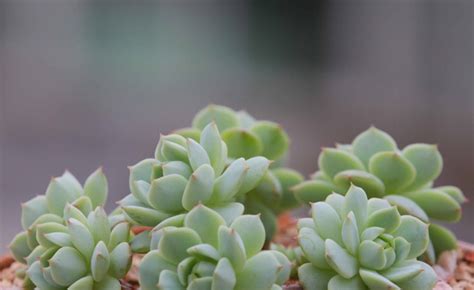 多肉植物怎么养