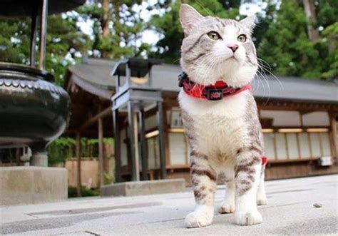 猫咪混迹寺庙听和尚念经，被收养后成守门人，还收获众多迷妹