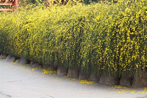 怎样培育迎春花