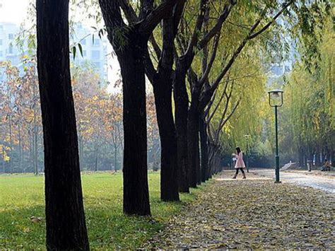学校的早晨-二年级写景作文300字(集锦9则)