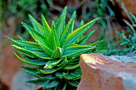 植物名称及简介