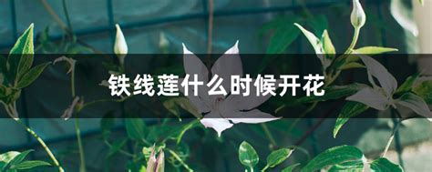 铁线莲乌托邦几年开花