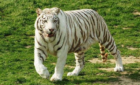 杭州野生动物世界游记-叙事作文700字【汇总6篇】