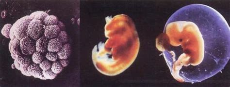 胎教从精卵结合之时开始