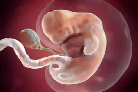 5个月胎儿的胎动视频