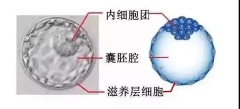 16个胚胎可以养几个囊胚