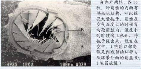 孢蒴是什么