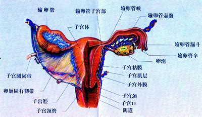 女性外部生理系统解剖与生理概要
