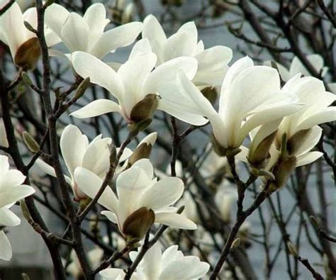 玉兰花花的叶子图片