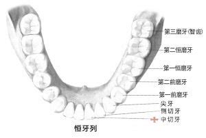 假牙有几种价格