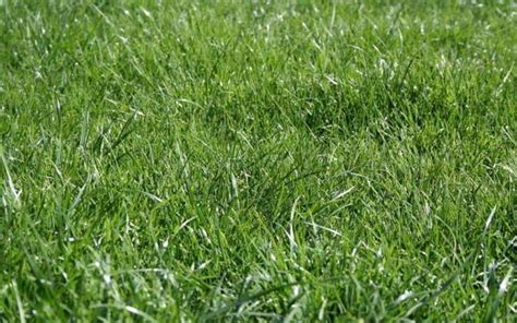 早熟禾草坪出现直径0.5米 - 1米的黄圈,且有逐渐向外扩的趋势,请教:是哪种病害?