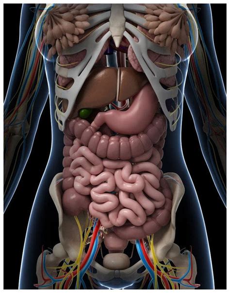 女性内脏高清位置图详细介绍