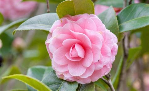 即使你名花有主，我也要移花接木。