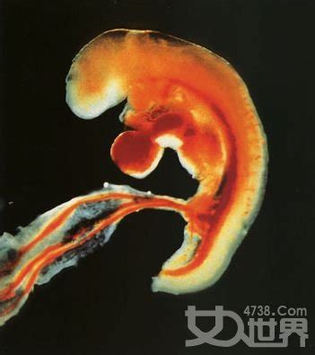 怀孕1一10月胎儿生长发育图解