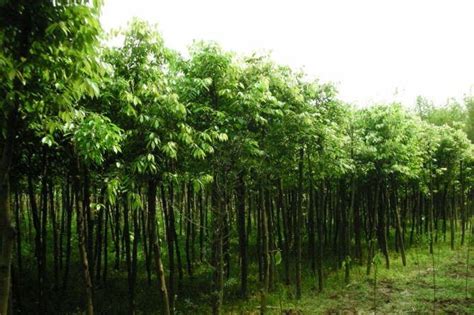 天竺桂是名贵树种吗