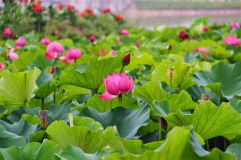 美丽的荷花池_二年级写景作文150字【推荐7篇】