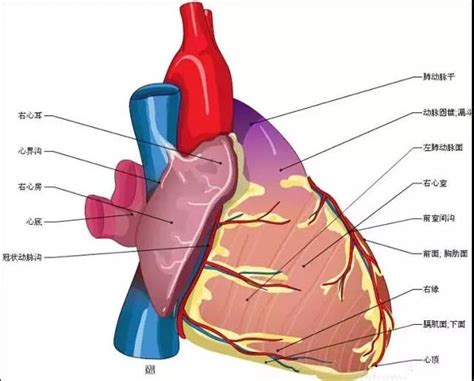 四维心脏有强光点是怎么回事