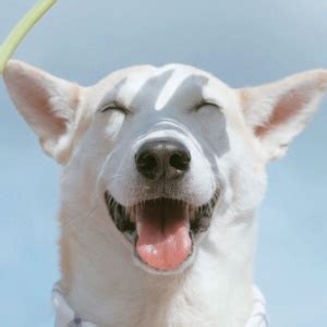 关于狗的搞笑文案