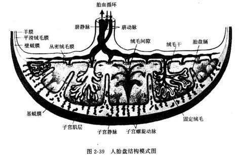 人绒毛值2600是孕几周