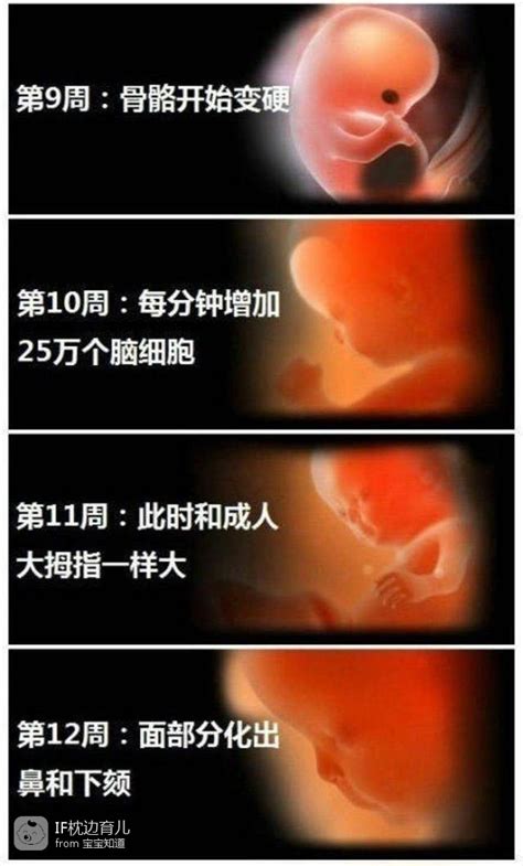 怀孕四周彩超能看见胚胎吗