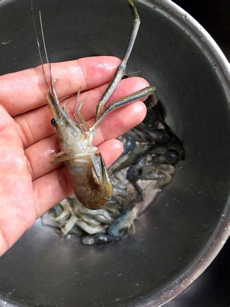 河虾做法适合孕妇吃