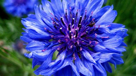 蓝色矢车菊的花语是什么?有什么传说或者含义?