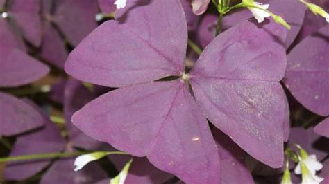 紫花酢浆草可以水培吗?