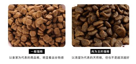求教,金吉拉吃什么貓糧好