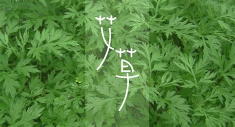 长得像艾叶又开着紫色花的植物是什么