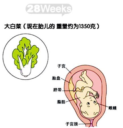 怀孕1-10月肚子变化图
