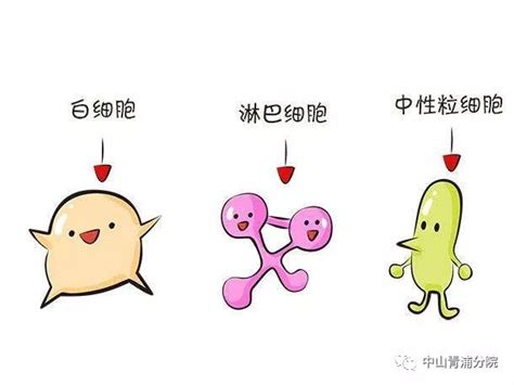 中性粒细胞高生男生女