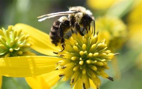 蜜蜂常见的天敌是什么?