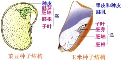 双子叶和单子叶植物怎么区分？