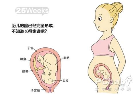 怀孕30周胎儿发育标准数据