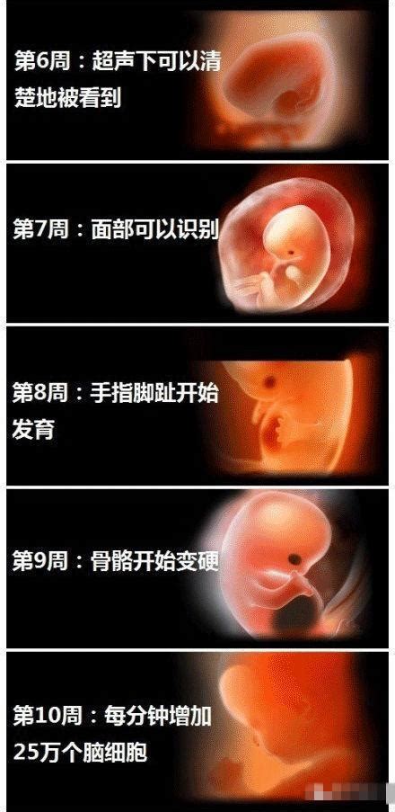 38周胎儿图片