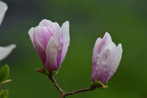 玉兰花的样子,颜色?