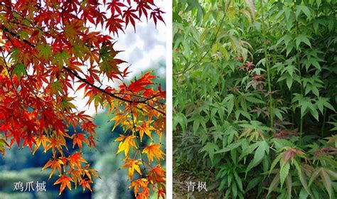 鸡爪槭和红枫怎么区别?