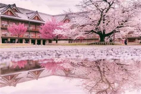 日本赏红枫的最佳地点，从京都到奈良怎么去？