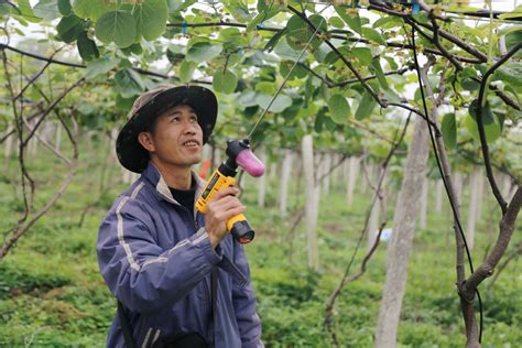 人工授粉是什么意思及发音