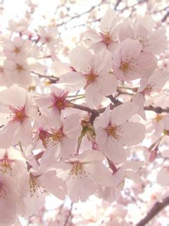 樱花是日本的国花吗？其实不是