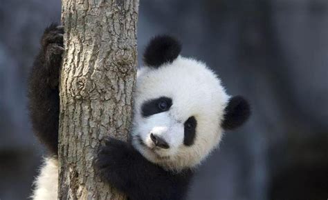 大熊猫的寿命有多长?