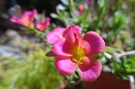 马齿苋种子从发芽到开花需要多长时间