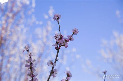 拍桃花发朋友圈配文