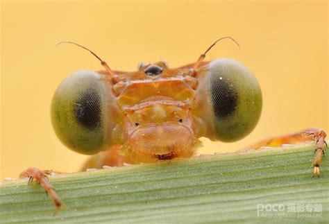 苍蝇的复眼-记叙作文500字[共计7则]