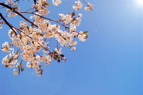 掌叶半夏的植物形态