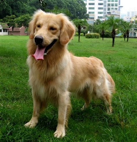 什么是长卷毛猎犬,宠物长卷毛猎犬的习性特征与喂养等介绍