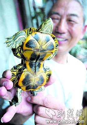 乌龟-动物作文500字[合计9则]